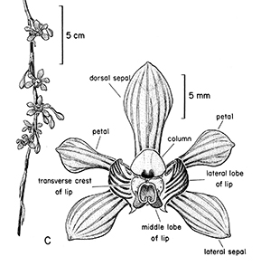 Vorobik inked Psychilis partial